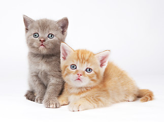 Image showing little british shorthair kittens cat