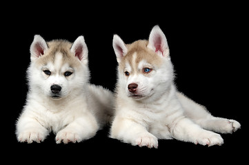 Image showing Siberian husky dog puppy