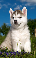 Image showing Siberian husky dog puppy