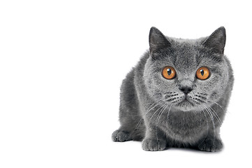 Image showing British Shorthair cat isolated