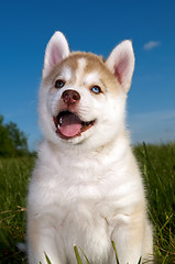 Image showing Siberian husky dog puppy