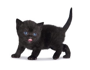 Image showing One little british kitten