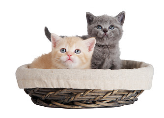 Image showing Two british kittens in a basket