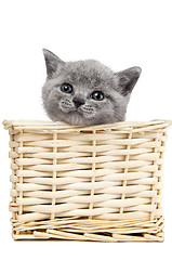 Image showing british kitten in a basket