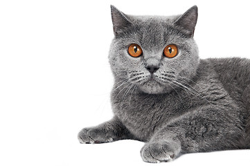 Image showing British Shorthair cat isolated