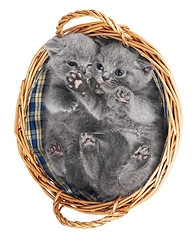 Image showing Two british kittens in a basket