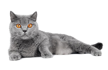 Image showing British Shorthair cat isolated