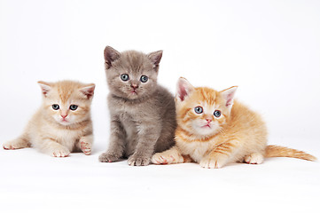 Image showing little british shorthair kittens cat