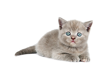 Image showing One little british kitten