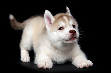 Image showing Siberian husky dog puppy