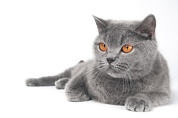 Image showing British Shorthair cat isolated