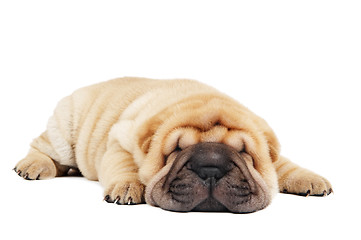 Image showing young lying sharpei puppy