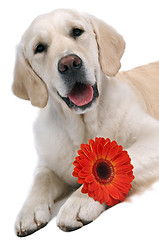 Image showing golden retriever with flower