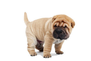 Image showing beige puppy of sharpei