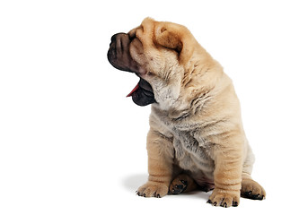 Image showing sharpei puppy with open jaws