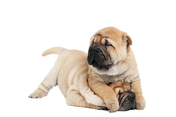 Image showing playing sharpei puppy dog