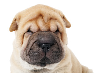 Image showing closeup muzzle of sharpei dog