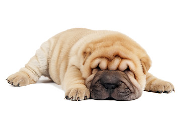 Image showing sharpei puppy