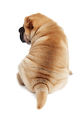 Image showing rear view of sharpei puppy