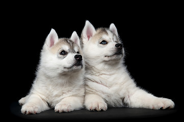 Image showing Siberian husky dog puppy