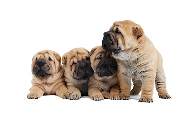 Image showing group of small sharpei dog