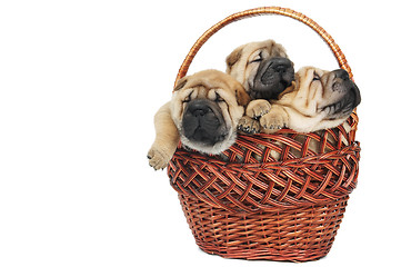 Image showing group of small sharpei dog in basket