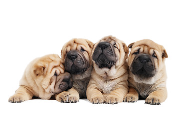 Image showing group of sharpei dog