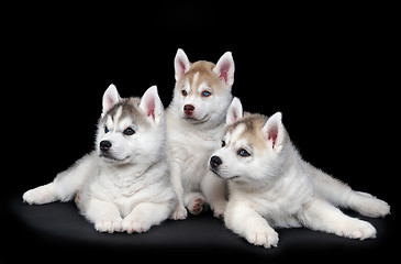 Image showing Siberian husky dog puppy