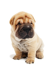 Image showing sitting sharpei puppy dog