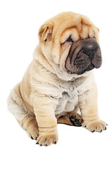 Image showing young sharpei puppy dog