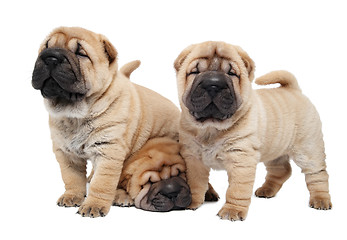 Image showing three sharpei puppy dog