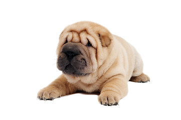 Image showing young sharpei puppy dog