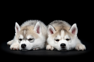 Image showing Siberian husky dog puppy