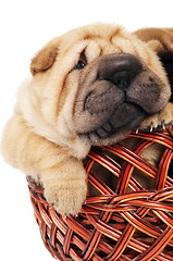 Image showing sharpei puppy in basket