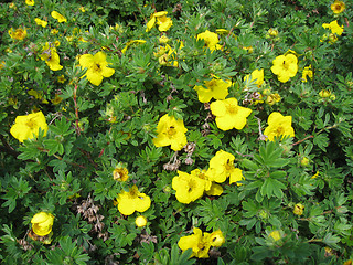 Image showing Beautiful wild flowers in forest 