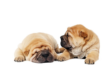 Image showing two sharpei puppy dogs