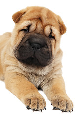 Image showing young sharpei puppy dog