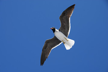 Image showing Flying seagull