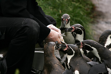 Image showing Feeding time