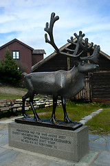 Image showing Røros rein