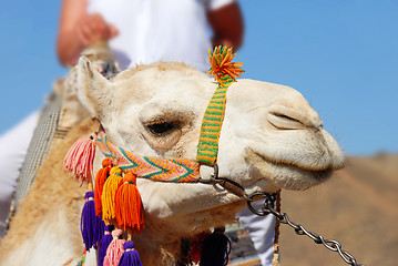 Image showing Camel portrait