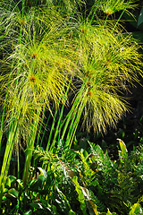 Image showing Cyperus papyrus - detail