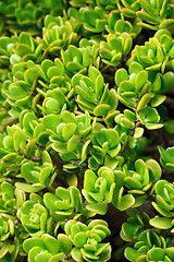 Image showing Close up of Kalanchoe – succulent