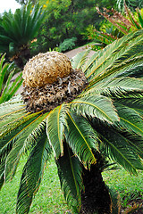 Image showing Cycas revoluta (sago cycad) – botanical garden Funchal, Madeira.