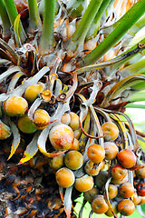 Image showing Close up of palm tree fruit - Cycas circinalis