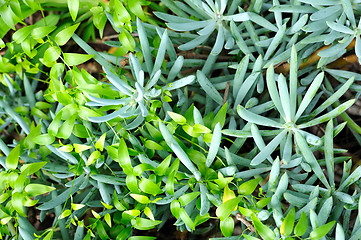 Image showing Close up of succulent (Sedum) and creeper  – background