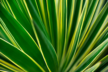 Image showing Close up of Yucca - abstract background