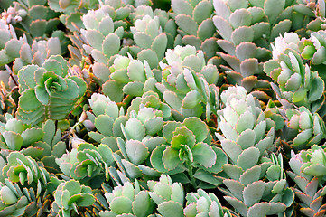 Image showing Close up of Kalanchoe - succulent