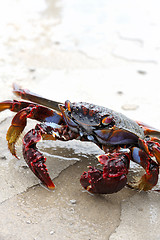 Image showing Close up of live crab