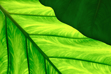 Image showing Close up of Colocasia esculenta – Taro